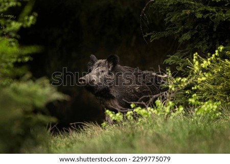 Wild boar in the spring forest. Calm wild pig among the trees. European wildlife during spring. Wild sow hiding small piglets. Royalty-Free Stock Photo #2299775079