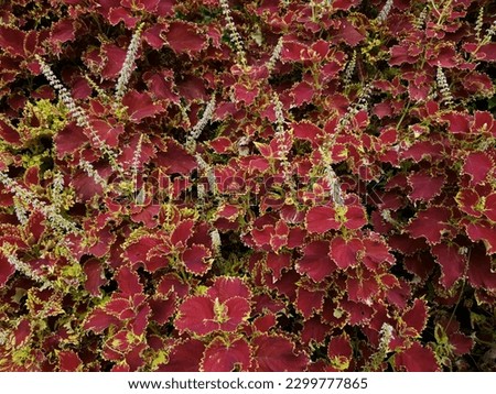 Image Of Coleus Chocolate Covered Cherry Begins To Bloom