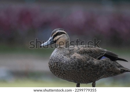 The Picture of Australian Wood Duck bird with brown feather with dark blurry background.