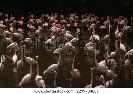 Beautiful flamingo near black water. wall mounting of flamingo bird. background picture of bird. Beautiful wings of flying flamingo. Wall poster of flamingo bird. 