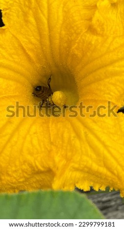 Pumpkin flower and a bee