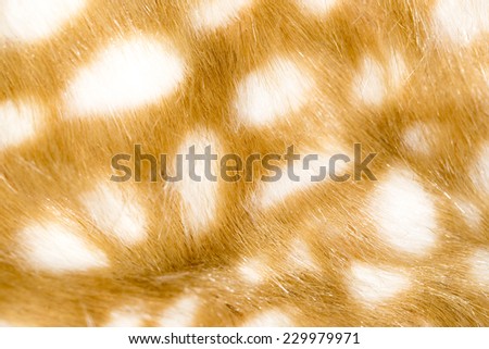 Background of giraffe skin