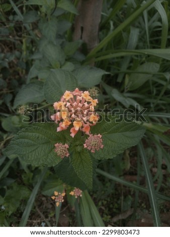An awesome picture of lantana from west india.