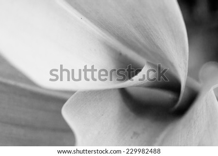 Mayflower leaves in a diagonally composed black and white picture