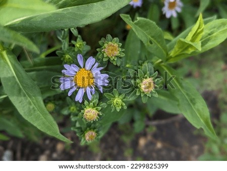purple European Michaelmas-daisy along Cowell-Purisima hiking trail Royalty-Free Stock Photo #2299825399
