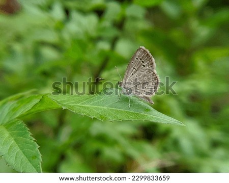 photo of a butterfly with its scientific name Zizula hylax perched on a plant leaf