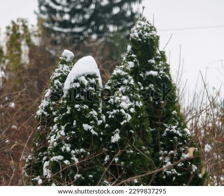 Snow Capped Green Trees On a Chilly Winter Day