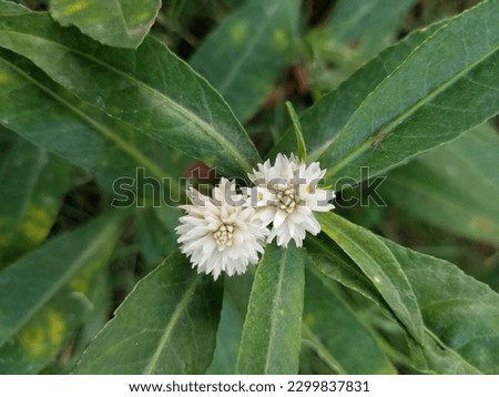 Alligator weed Beautiful high quality picture 
