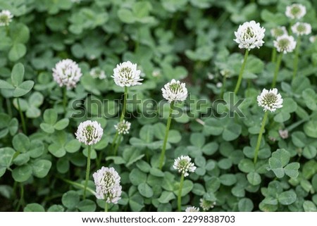 White clover blooming by the roadside. shamrock