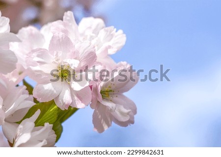 Sakura flowers close-up against the blue sky. copy space. Selective focus. Spring background with sakura flowers