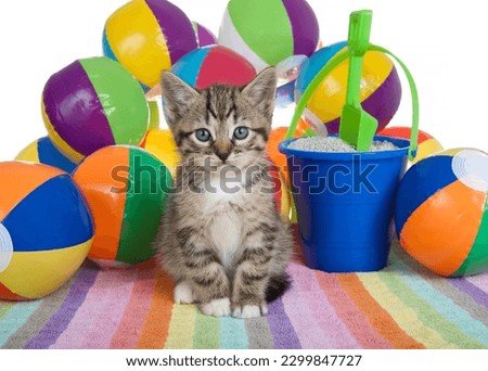Adorable tabby kitten sitting on a colorful striped towel with small brightly colored beach balls piled up behind him. Sand bucket with shovel. Looking directly at viewer.