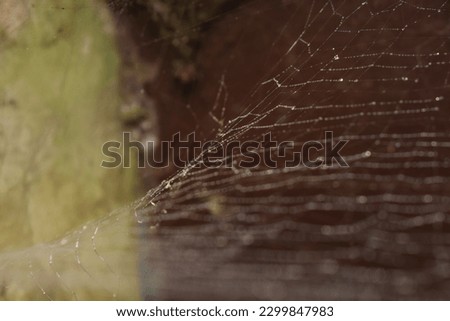Close-up of  web in forest. Spider web in sunny forest. spider web in the forest on a bright sunny autumn day, Empty web glistening in sunlight with a big gap. Broken web,selective focus.