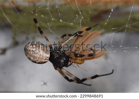 Closeup picture of the wasp spider Argiope bruennichi (Araneae: Araneidae),Spider is eating moth on cobweb in nature.selective focus.thailand.
