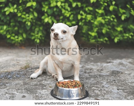 Portrait of brown short hair Chihuahua dog sitting on cement floor in the garden beside dog food bowl smiling and looking at camera. Pet's health or behavior concept.