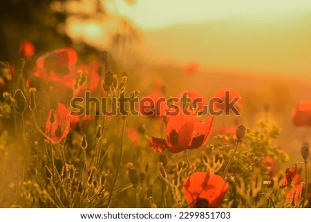 red poppy on the mountainside is the perfect picture on the wall