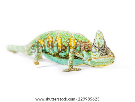 Picture of a Veiled chameleon