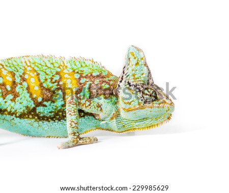 Picture of a Yemen Chameleon