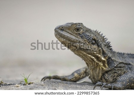The Picture of Australian Water Dragon Lizard stand on the ground for drying his skin.