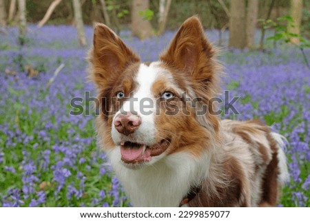 A tri coloured red merle border collie stood in bluebell woods, Surrey, UK. 