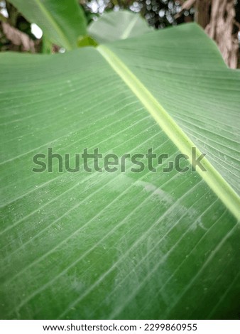 part of the texture of a banana leaf that is wide and green in color