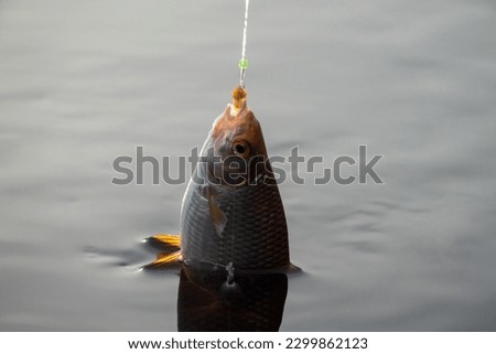 Roach. Gambling fishing on the river in the evening. Leger rig evening biting, bottom line set up Royalty-Free Stock Photo #2299862123