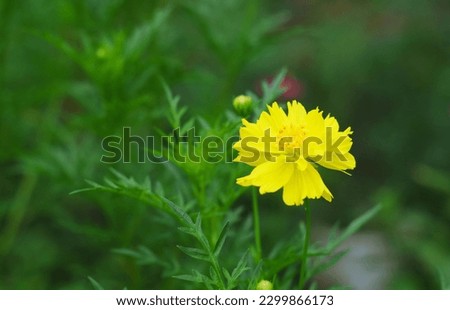 yellow marigold flower, blurred background