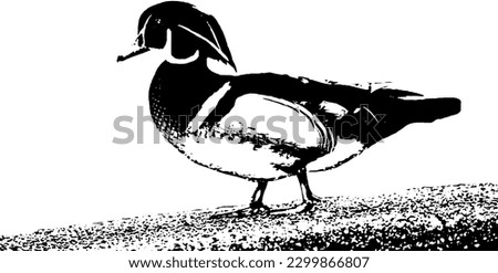 Beautiful Wood Duck's high quality vector format photo.