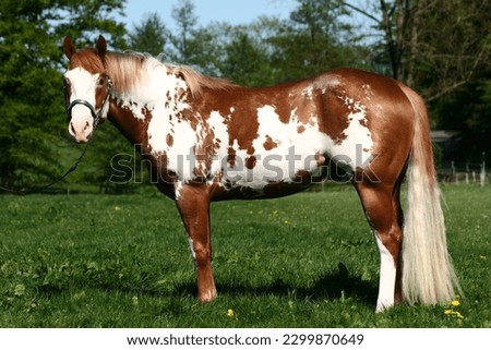 American paint horse standing on meadow Royalty-Free Stock Photo #2299870649