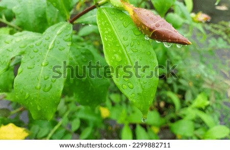Closeup of green leaves plant growing in garden, nature photography, natural gardening background, leaf wallpaper 