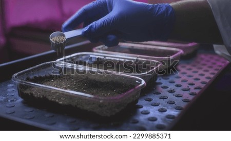 Organic micro greens. The farmer prepares the soil for planting. Pours seeds on the ground, plants. Superfood for a healthy diet. Trace elements and antioxidants. Laboratory for genetic modification. Royalty-Free Stock Photo #2299885371