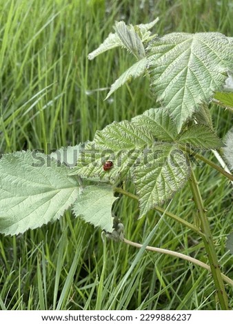Picture of a Ladybug on a leaf 
