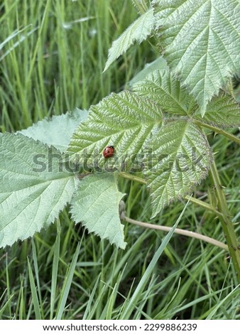 Picture of a Ladybug on a leaf 