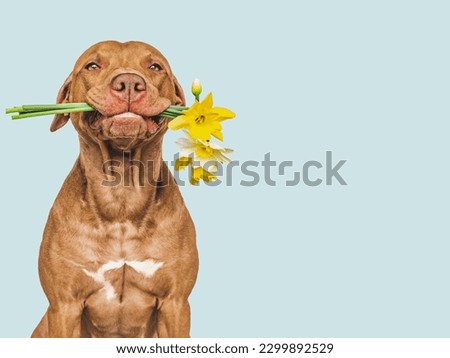 Cute brown puppy and bright flowers. Closeup, indoors. Studio shot. Congratulations for family, relatives, loved ones, friends and colleagues. Pets care concept Royalty-Free Stock Photo #2299892529