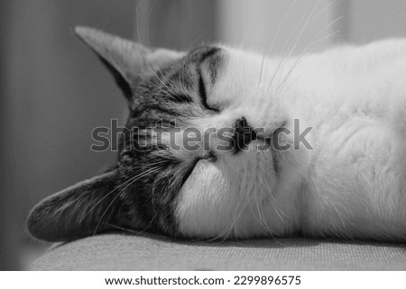 A picture of sleeping cats