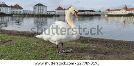 A white swan by the lake in the park