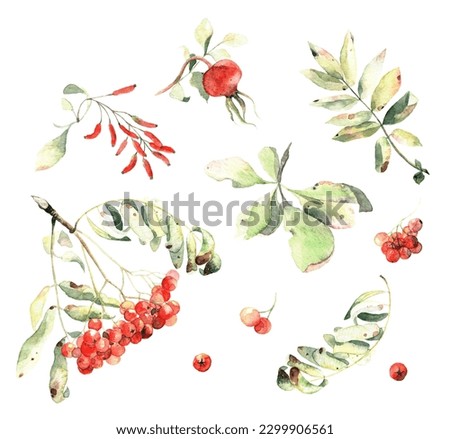 Watercolor rowan berry, Rowan berries, Autumn clipart, Autumn watercolor botanical illustration, Watercolor leaves clip art, Fall leaves clip art, Autumn foliage