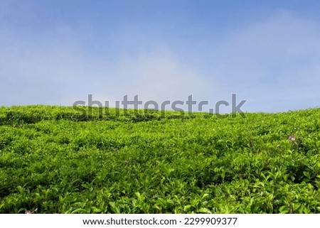 Beautiful, minimalistic landscape of tea garden under a bright blue sky in Bandung West Java, Indonesia. Stock Photo