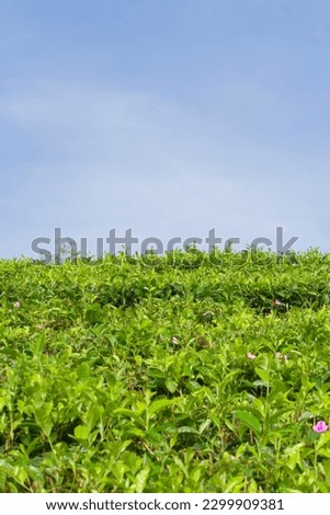 Beautiful, minimalistic landscape of tea garden under a bright blue sky in Bandung West Java, Indonesia. Stock Photo