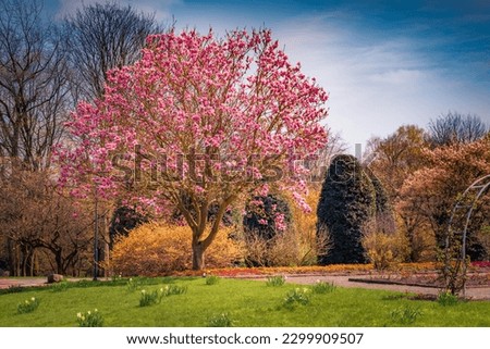 Incredible spring view of blooming magnolia tree in botanical garden of Essen town. Astonishing morning scene of German, Europe. Beauty of nature concept background. Royalty-Free Stock Photo #2299909507