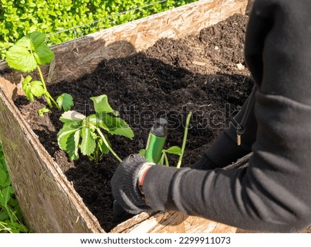 A woman holds seedlings of strawberries. Planting strawberries with a garden shovel in the ground. Organic farming. Close-up of a young green strawberry plant Royalty-Free Stock Photo #2299911073