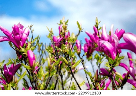 The purple flower magnolia bush on the background of the blue sky