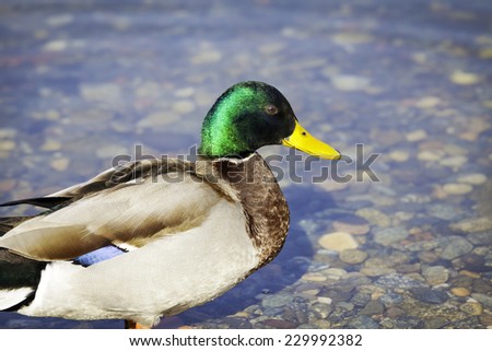 Colorful duck portrait. Color image