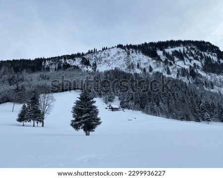 Single trees and mixed subalpine forest in the snow-covered glades of the Obertoggenburg region, Unterwasser - Canton of St. Gallen, Switzerland (Schweiz)