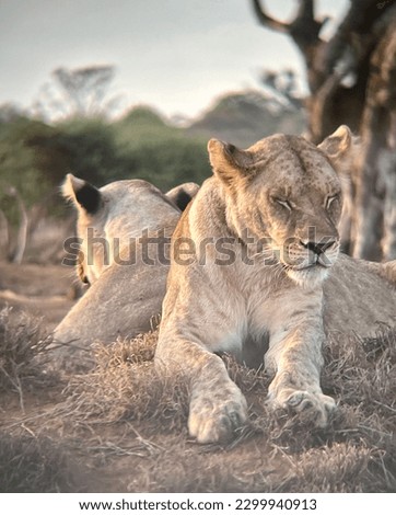 Safari in Kenya in Africa. Discovery of lions, cheetahs, giraffes...