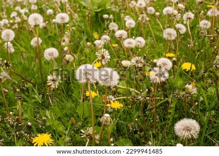 A field left to nature with dandelions growing everywhere