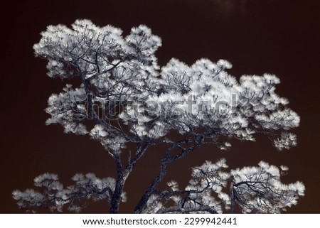 infrared pine forest Phu Kradueng National Park, Thailand