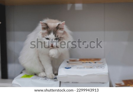 Cute Ragdoll cat sitting on litter in pet shop