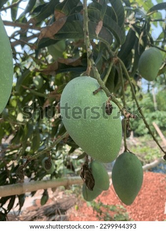 Mango,Green mango’s are very sour.
