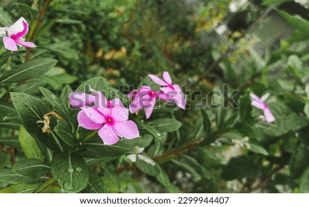 Fresh pink vinca flowers(madagascar periwinkle). Closeup view. You can use it in your cover photo or any where.