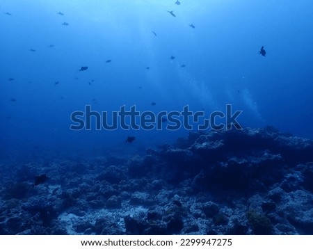Underwater scene while diving in the maldives